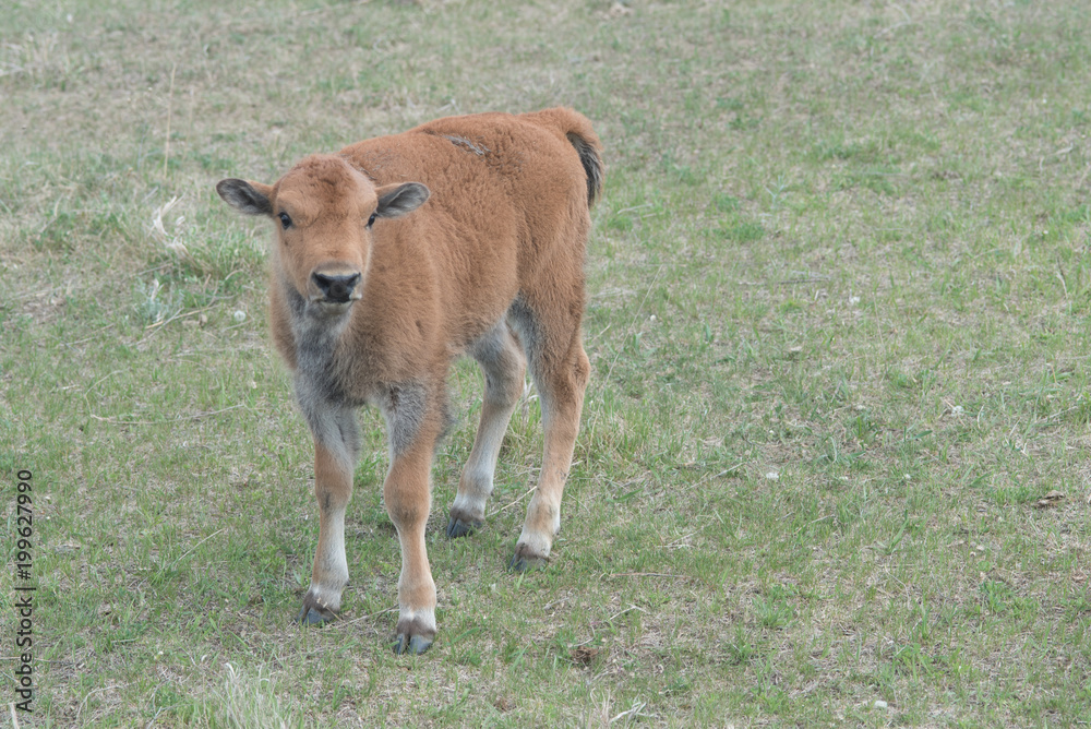 Fototapeta premium Buffalo calf
