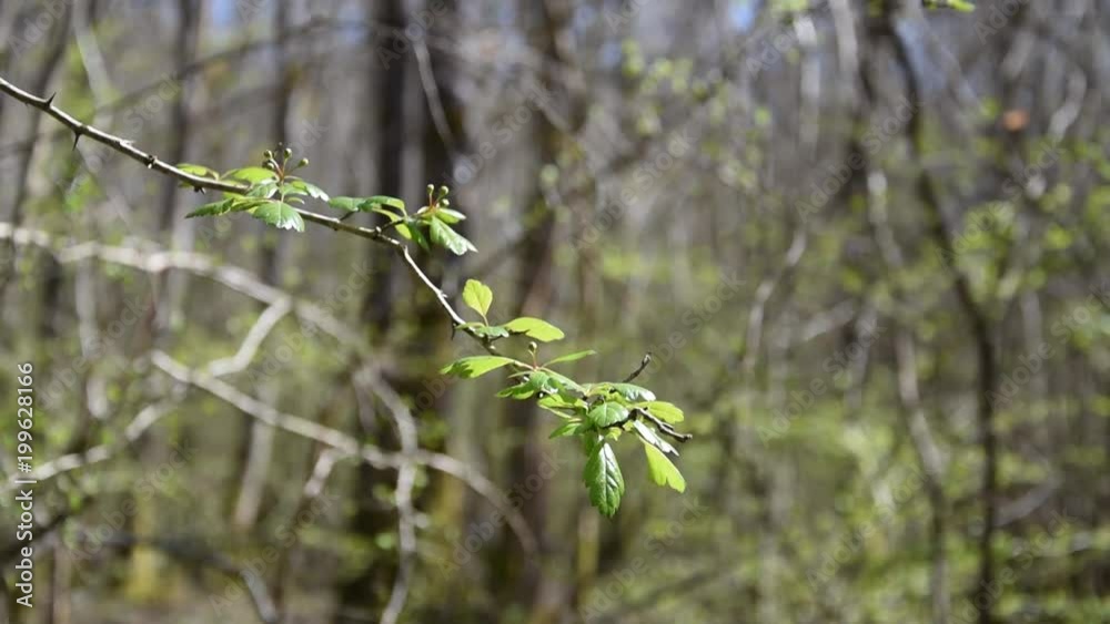 Branches with leaves in springtime Branches with leaves in springtime