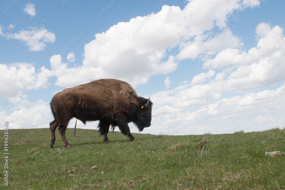 buffalo in pasture