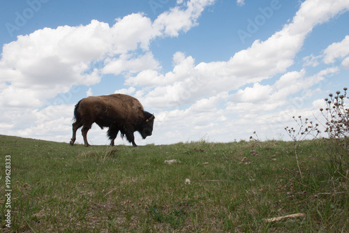 Buffalo in Pasture