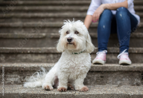 Coton de Tulear Dog sitting on stairs
