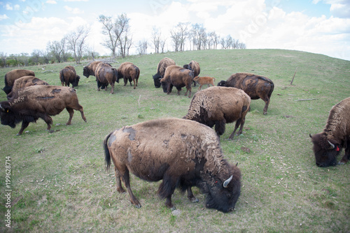 buffalo herd grazing
