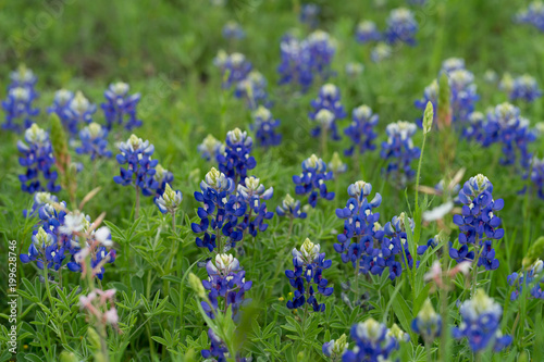 Bluebonnet flowers in the spring park