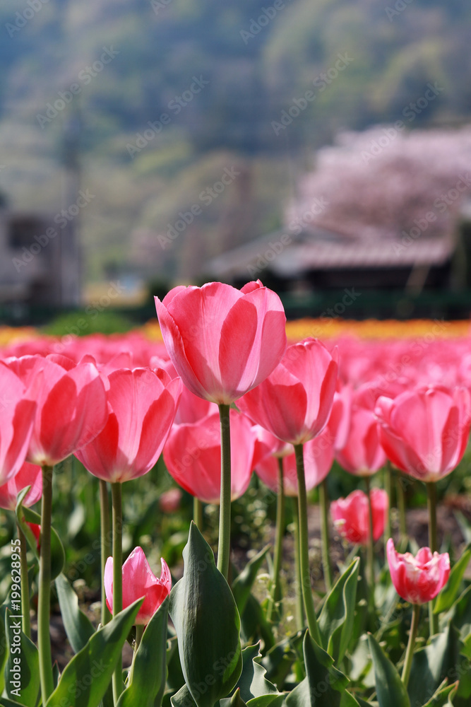 ピンクのチューリップ 桜背景 ピンクのチューリップ 桜背景