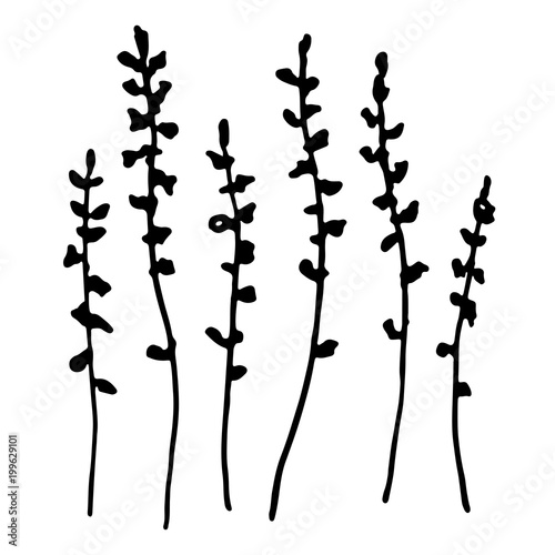 Set of floral elements vector silhouette, black shadow grass, meadow, plants shape isolated on transparent, thin twig plant