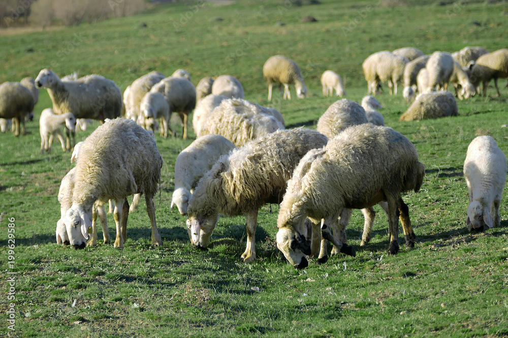 sheep and lambs grazing in the pasture,
sheep and lambs grazing in the pasture,
