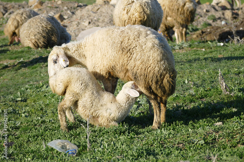 sucking lamb's mother, pictures of lovely lamb, tiny lambs drinking mother's milk,
