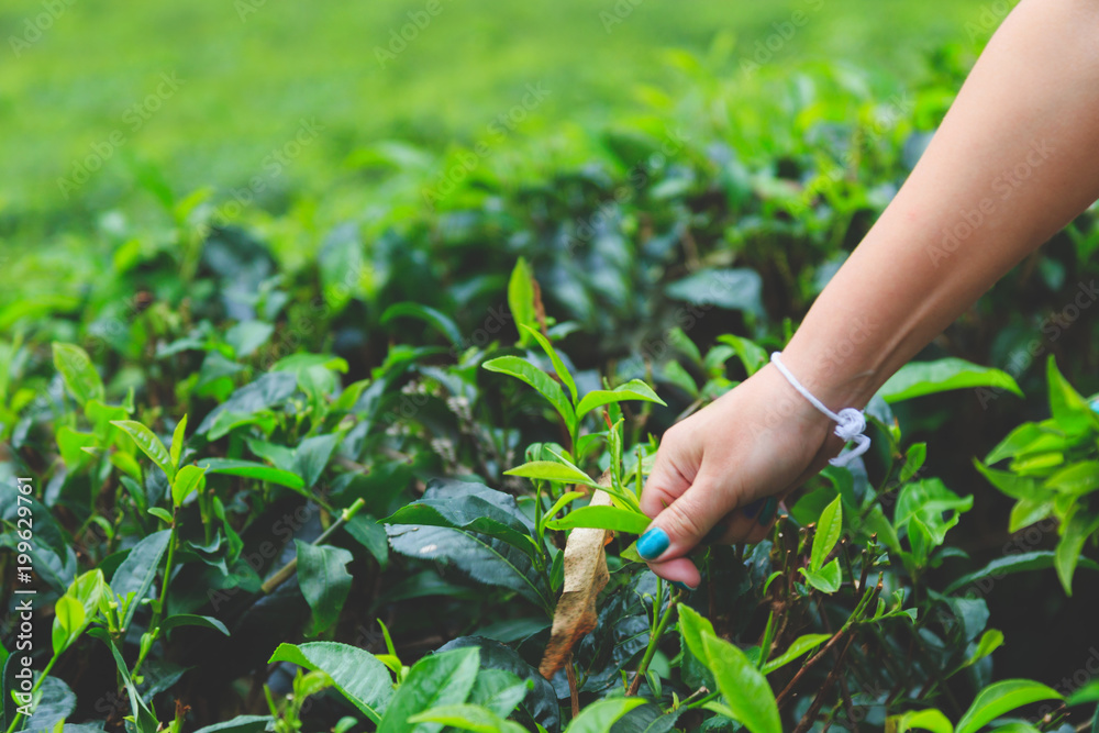 female hand collects green leaf Ceylon tea