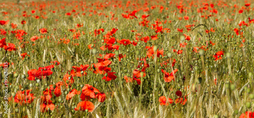 Mohnblumen im Getreidefeld 2