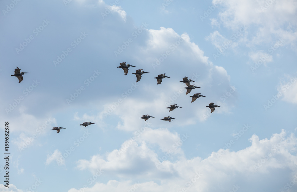 Obraz premium flock of pelicans soaring high over head in a blue sky on a sunny day