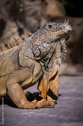 Iguana Verde © Ricardo