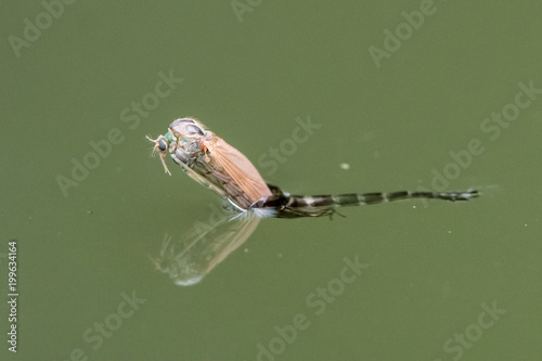 Midge (Chironomus plumosus) emerging from pupa. Female imago of non-biting midge in the family Chironomidae