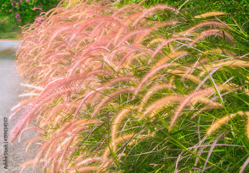 Purple mission Grass or desho grass flower on the fence near road.