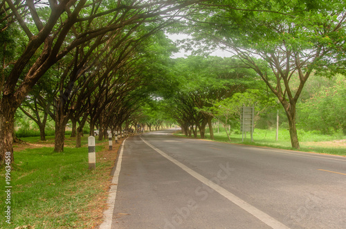 Empty road with big tree and grass,rest concept.