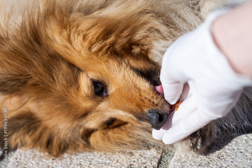 Obraz premium a medical health check on a shetland sheepdog