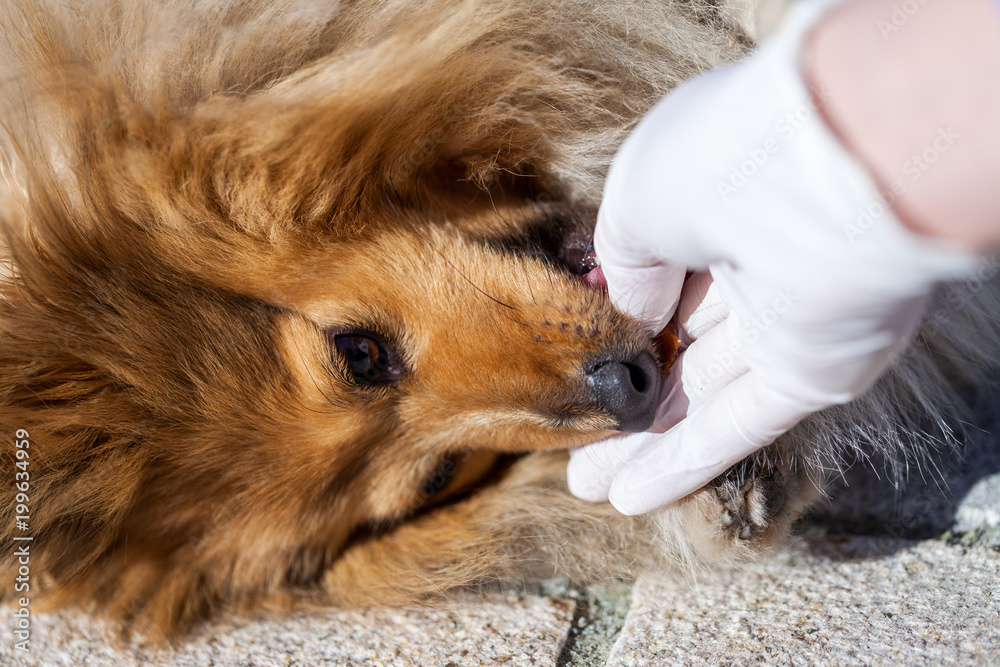 a medical health check on a shetland sheepdog a medical health check on a shetland sheepdog