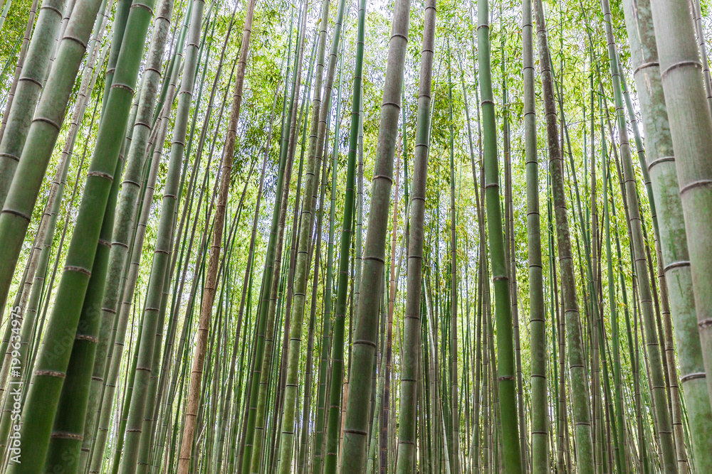 竹林 竹林