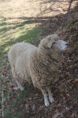 Sheep in the ranch