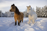 Welsh Ponies,two standing together in deep snow