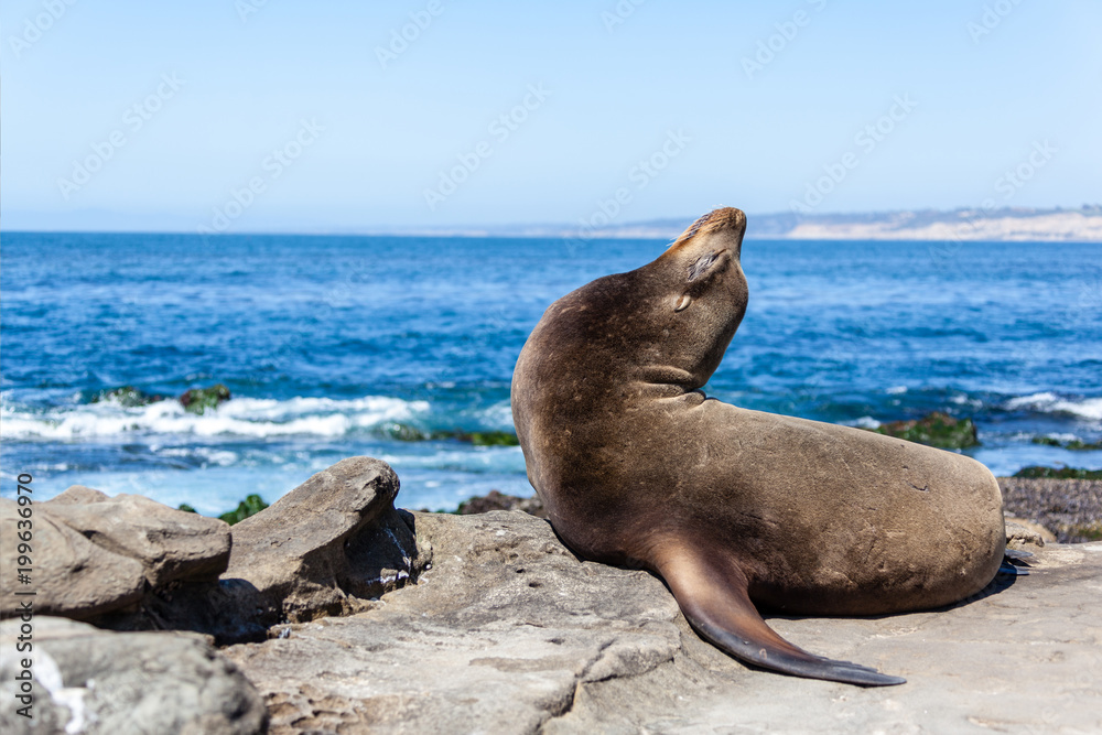 Fototapeta premium California Sea Lion Zalophus Californianus in La Jolla