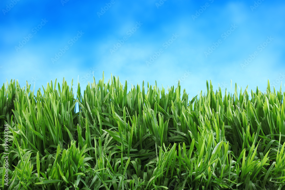 Fototapeta premium Fresh green grass with bright blue sky