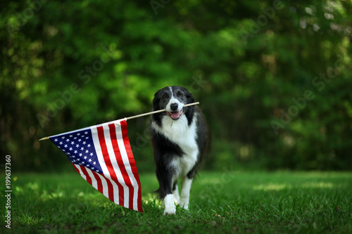 Happy border collie carrying USA flag
