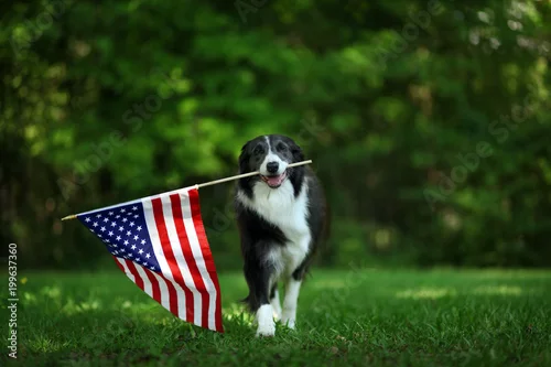 Fototapeta na wymiar Szczęśliwy border collie niosący flagę USA