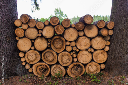 sawn trees lie in a pile forestry woodworking logging lumber camp