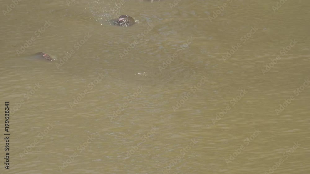 Close up of submerged hippopotamuses Close up of submerged hippopotamuses