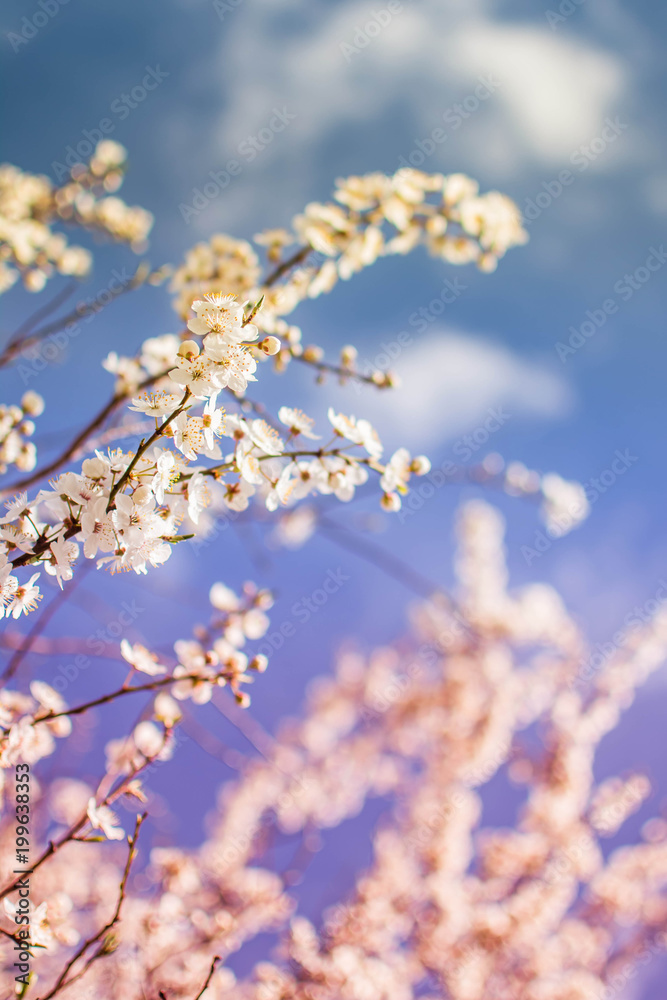 Spring Spring