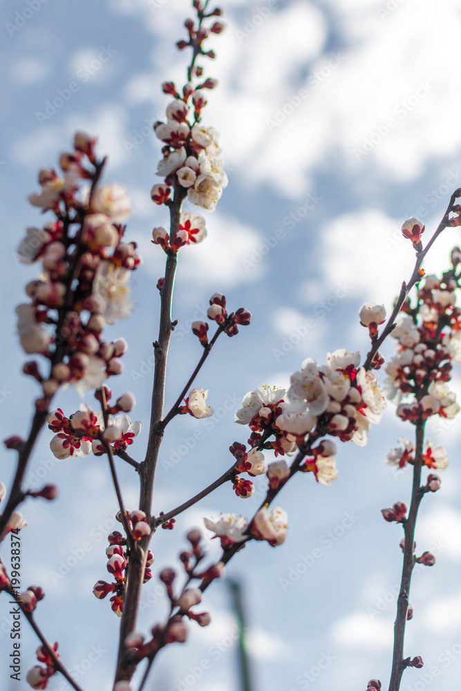 Spring Spring