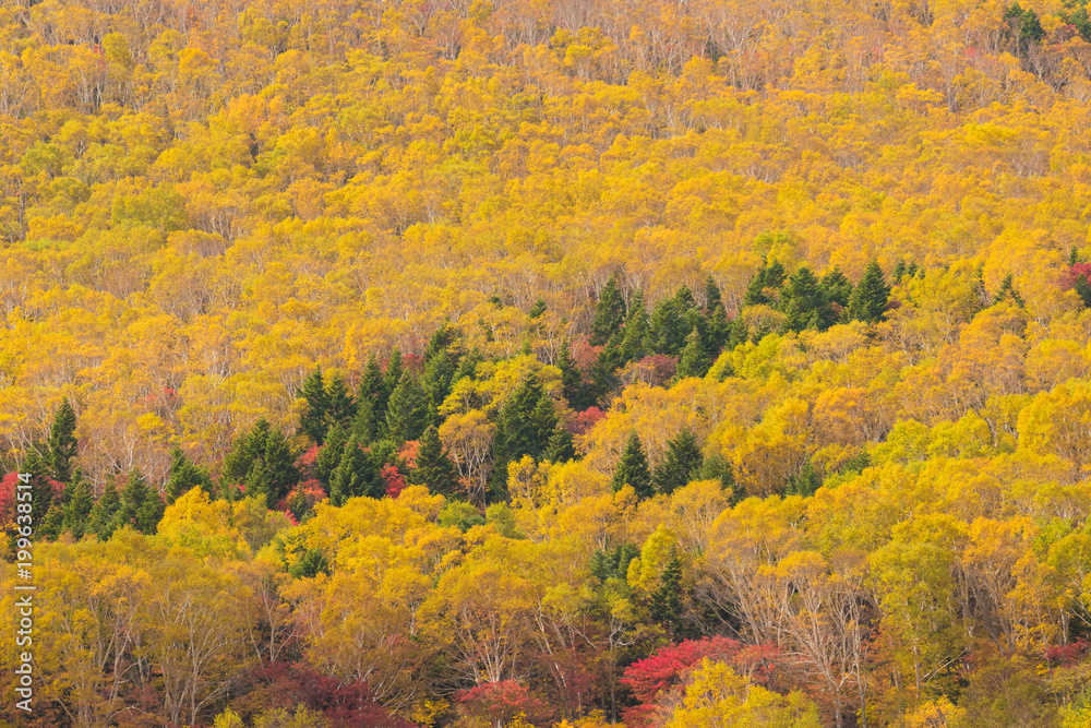Close -up autumn tree at mountain