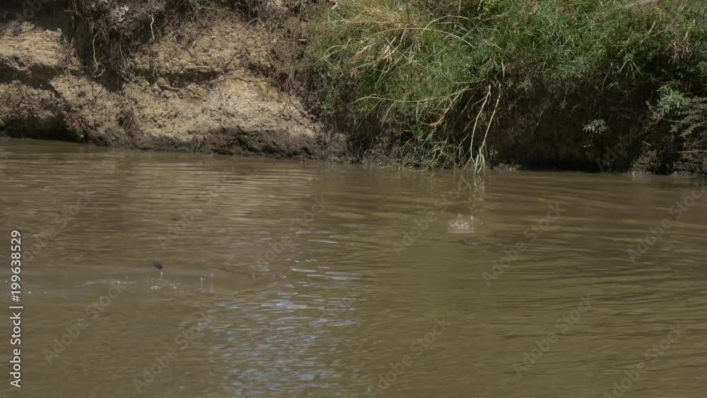 Submerged hippopotamuses near a river bank Submerged hippopotamuses near a river bank
