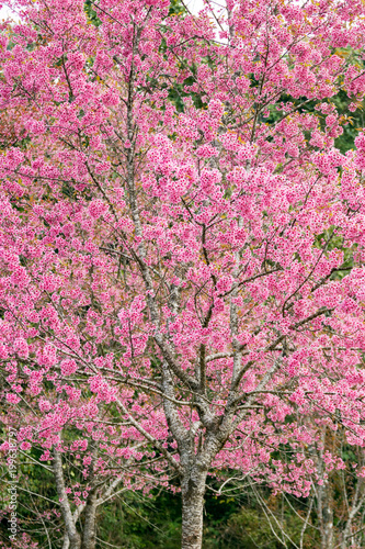 pink sakura flowers of thailand blooming in the winter with selective focus technique
