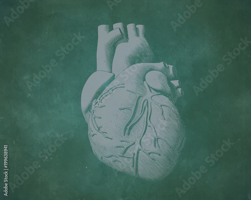 Vintage human heart illustration on green board BG