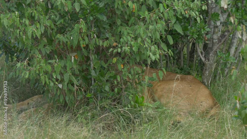 Lioness resting behind green branches Lioness resting behind green branches