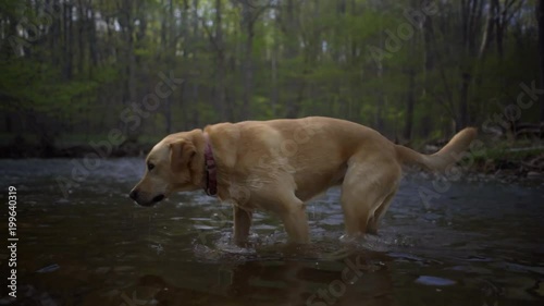Wallpaper Mural Dog of breed labrador retriever swims in the river, goes out water and shakes water off. Torontodigital.ca