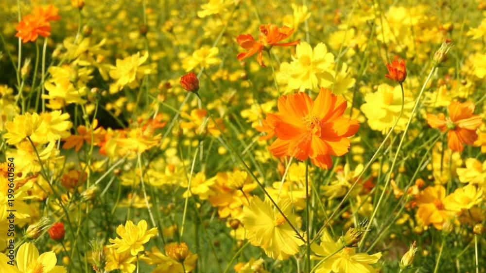 Cosmos flower in the field , chiangmai Thailand Cosmos flower in the field , chiangmai Thailand