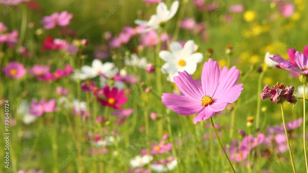 Cosmos flower in the field , chiangmai Thailand Cosmos flower in the field , chiangmai Thailand
