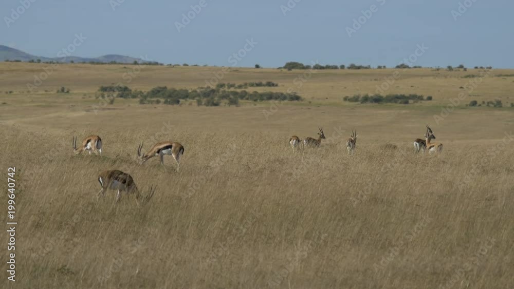 Thomson's gazelles grazing in the savannah
