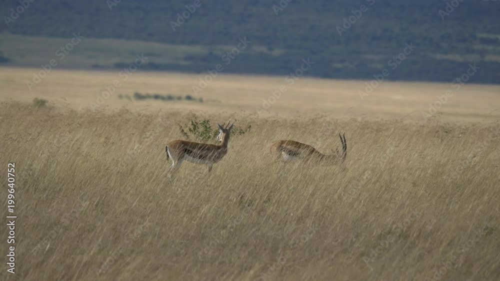 Two Thomson's gazelles grazing Two Thomson's gazelles grazing