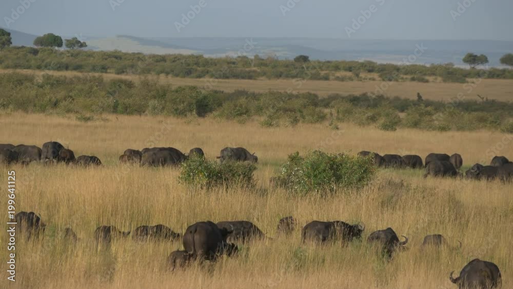 African buffalo herd on the open grassland