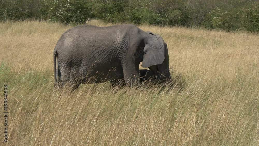 Elephant with calf standing in dry grass Elephant with calf standing in dry grass