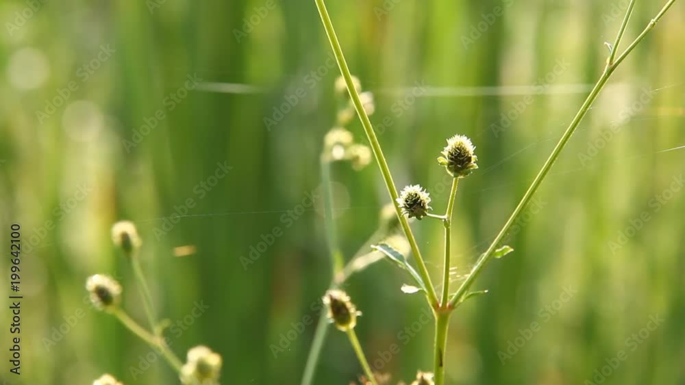 Grass flowers in the field, chiangmai Thailand Grass flowers in the field, chiangmai Thailand