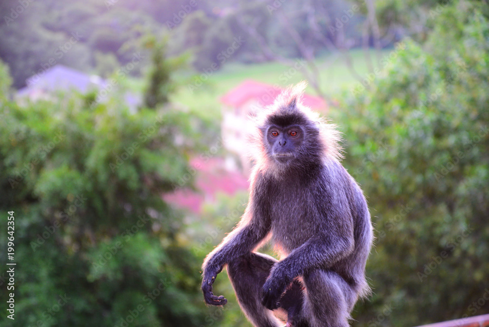 Fototapeta premium モンキーヒルのサル