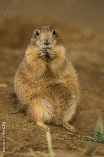 Ground Squirrel  © hasmik