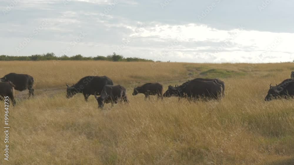 Buffalo herd on the African plains Buffalo herd on the African plains