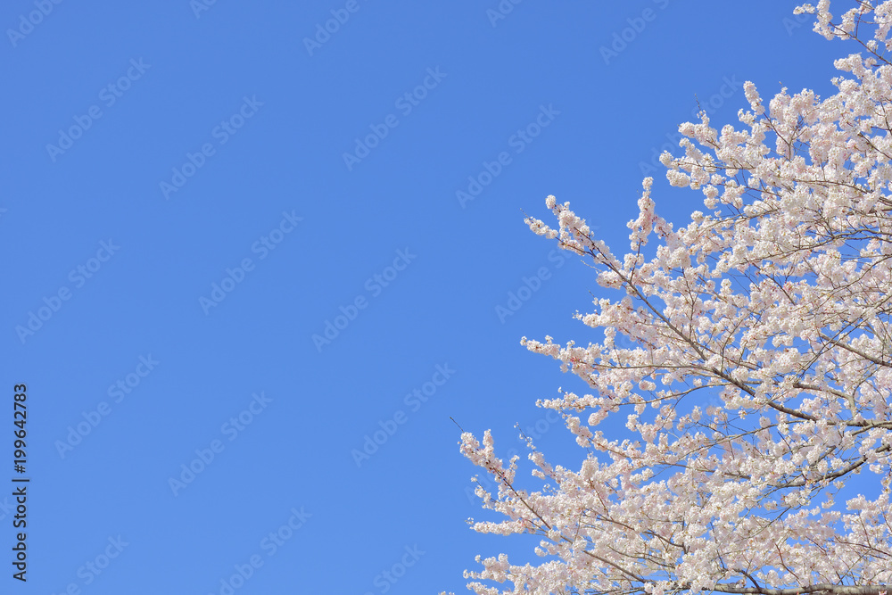 コピースペース　青空と桜
