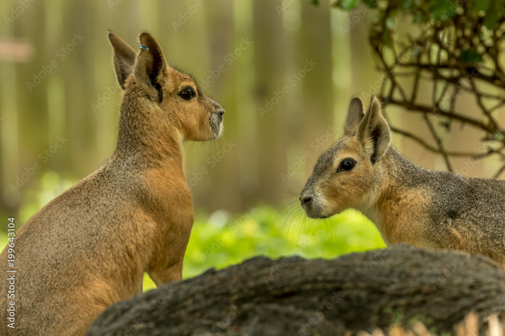 Fototapeta premium Mara