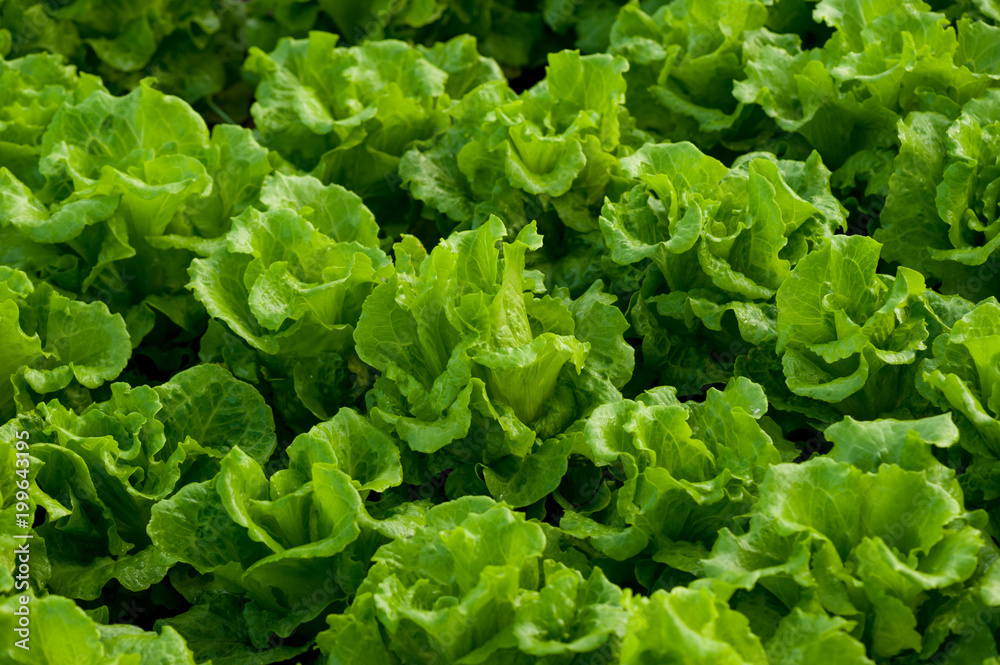 green butterhead cultivating at greenhouse green butterhead cultivating at greenhouse